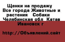 Щенки на продажу - Все города Животные и растения » Собаки   . Челябинская обл.,Катав-Ивановск г.